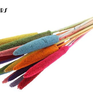 QC Babala of Pearl Millet “Rainbow Mix” | Colour: Mixed colours | Length ± 65 centimetres | 10 stems per bunch | Per bunch