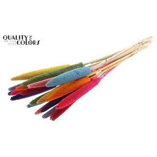 QC Babala von Perlhirse “Regenbogen-Mix” | Farbe: Gemischte Farben | Länge ± 65 Zentimeter | 10 Stiele pro Bund | Pro Bund