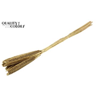 QC Babala de Millet Perlé | Couleur : Doré | Longueur ± 65 centimètres | 10 tiges par bouquet | Par bouquet