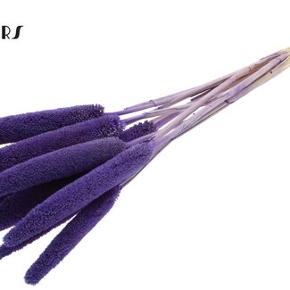 QC Babala of Parelgierst | Kleur: Paars | Lengte ± 65 centimeter | 10 stelen per bos | Per bos