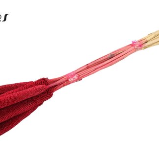 QC Babala de Millet Perlé | Couleur : Couleur cerise | Longueur ± 65 centimètres | 10 tiges par bouquet | Par bouquet