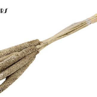 QC Babala of Pearl Millet | Colour: Platinum with Glitter | Length ± 65 centimetres | 10 stems per bunch | Per bunch