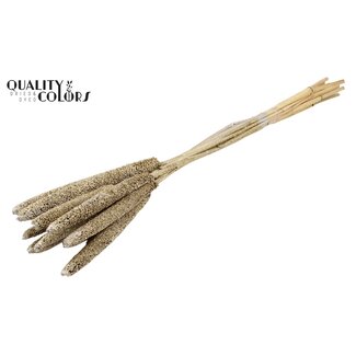 QC Babala aus Perlhirse | Farbe: Platinfarben mit Glitzer | Länge ± 65 Zentimeter | 10 Stiele pro Bund | Pro Bund
