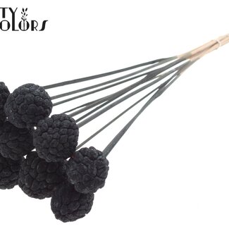 QC Fruit d'Atta Blanchi sur tige | Couleur : Noir | Pique de Pomme Cannelle | Longueur ± 50 centimètres | 10 piques par bouquet