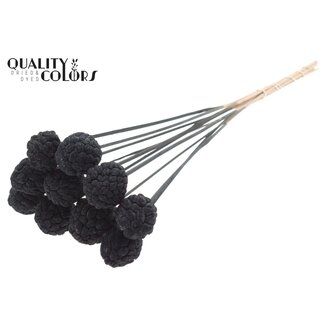 QC Bleached Atta Fruit on stick | Colour: Black | Custard Apple Pick | Length ± 50 centimetres | 10 picks per bunch