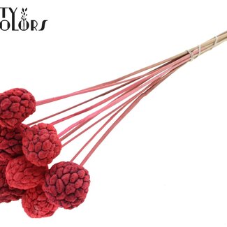 QC Gebleichte Atta-Frucht am Stiel | Farbe: Korallenfarbe | Rahmapfel-Stecker | Länge ± 50 Zentimeter | 10 Stecker pro Bund