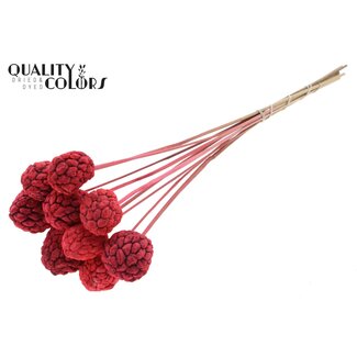 QC Gebleekt Atta Fruit op stok | Kleur: Koraalkleurig | Custardappel Bijsteker | Lengte ± 50 centimeter | 10 bijstekers per bos