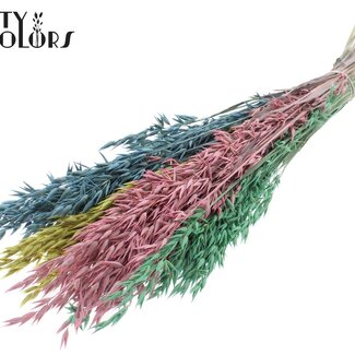 QC Gedroogde Haver “Pastel Prism” | Kleur: Gemengde kleuren | Avena Droogbloemen | Lengte ± 60 centimeter | Gewicht 250 gram | Per bos