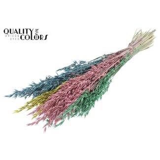 QC Gedroogde Haver “Pastel Prism” | Kleur: Gemengde kleuren | Avena Droogbloemen | Lengte ± 60 centimeter | Gewicht 250 gram | Per bos