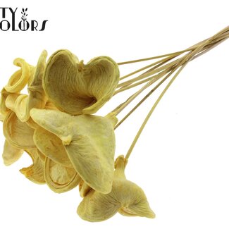 QC Bleached Badam on stick | Colour: Yellow | Length of stick ± 50 centimetres | 10 sticks per bunch