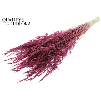 QC Gedroogde Wilde Haver | Kleur: Bordeauxrood | Wilde Avena Droogbloemen | Lengte ± 70 centimeter | Gewicht 100 gram | Per bos