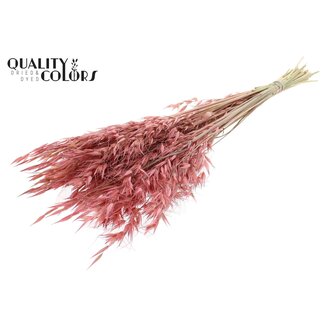QC Gedroogde Wilde Haver | Kleur: Frosted Roze | Wilde Avena Droogbloemen | Lengte ± 70 centimeter | Gewicht 100 gram | Per bos