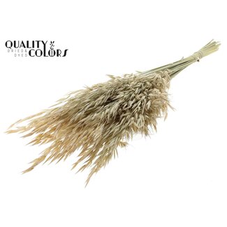 QC Gedroogde Wilde Haver | Kleur: Frosted Wit | Wilde Avena Droogbloemen | Lengte ± 70 centimeter | Gewicht 100 gram | Per bos
