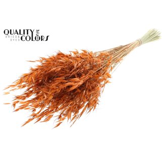 QC Gedroogde Wilde Haver | Kleur: Terracotta | Wilde Avena Droogbloemen | Lengte ± 70 centimeter | Gewicht 100 gram | Per bos