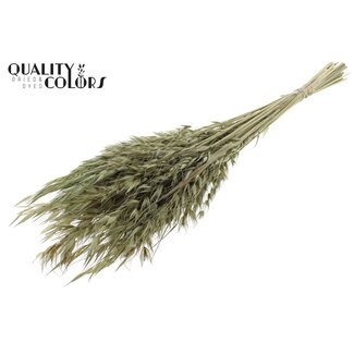 QC Getrockneter Wilder Hafer | Farbe: Olivgrün | Wilde Avena Trockenblumen | Länge ± 70 Zentimeter | Gewicht 100 Gramm | Pro Bund