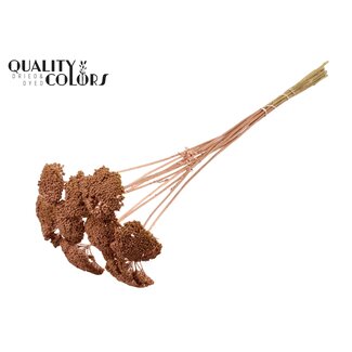 QC Getrocknete Schafgarbe | Farbe: Kupferfarben | Achillea Trockenblumen | Durchmesser ± 2 - 4 Zentimeter | Länge ± 60 Zentimeter | 15 Stiele pro Bund | Pro Bund