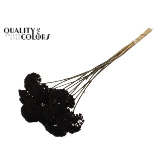 QC Dried Yarrow | Colour: Black | Achillea Dried Flowers | Diameter ± 2 - 4 centimetres | Length ± 60 centimetres | 15 stems per bunch | Per bunch