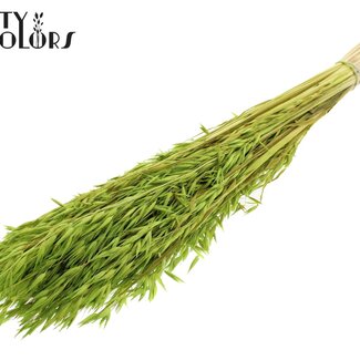 QC Bleached Dried Oats | Colour: Green | Avena Dried Flowers | Length ± 60 centimetres | Weight 200 grams | Per bunch