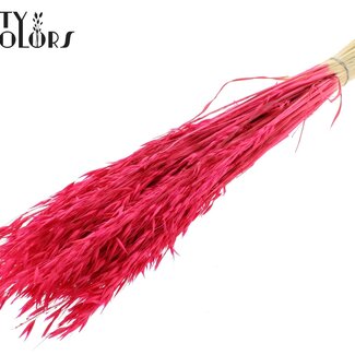 QC Bleached Dried Oats | Colour: Cherry-Coloured | Avena Dried Flowers | Length ± 60 centimetres | Weight 200 grams | Per bunch