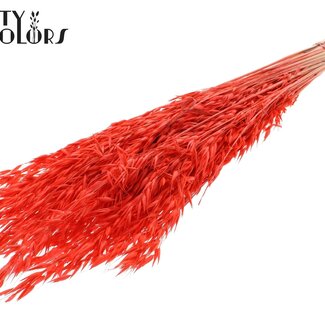 QC Avoine Séchée Blanchie | Couleur : Corail | Avena Fleurs Séchées | Longueur ± 60 centimètres | Poids 200 grammes | Par bouquet