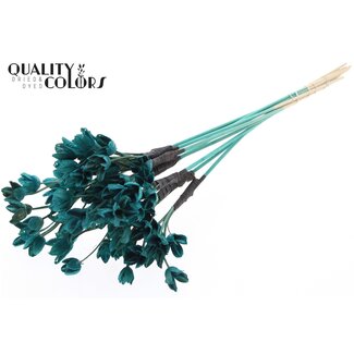 QC Bakuli op stok | Kleur: Turquoise | Beukennoot Zaaddoos Bijsteker | Lengte ± 50 centimeter | 10 bijstekers per bos