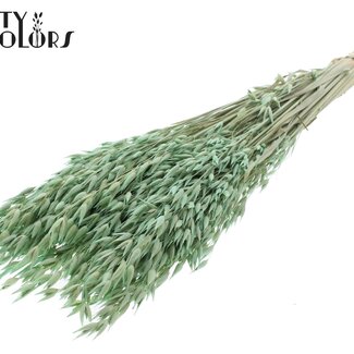 QC Avoine Séchée Premium | Couleur : Vert Menthe Givrée | Avena Fleurs Séchées Premium | Longueur ± 70 centimètres | Poids 200 grammes | Par bouquet