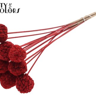 QC Bleached Atta Fruit on stick | Colour: Red | Custard Apple Pick | Length ± 50 centimetres | 10 picks per bunch