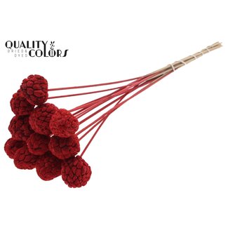 QC Gebleekt Atta Fruit op stok | Kleur: Rood | Custardappel Bijsteker | Lengte ± 50 centimeter | 10 bijstekers per bos