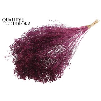 QC Gedroogde Broom Bloom | Kleur: Lilakleurig | Brem Droogbloemen | Lengte ± 50 centimeter | Gewicht 100 gram | Per bos