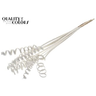QC Palm Spiral on Stem | Colour: White | Cane Cone Plant Stake | Stake Length ± 50 centimetres | Per 10 stakes