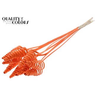 QC Palm Spiral on Stem | Colour: Orange | Cane Cone Plant Stake | Stake Length ± 50 centimetres | Per 10 stakes