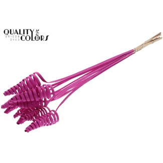 QC Palmspirale auf Stiel | Farbe: Kirschfarben | Cane Cone Einstecker | Länge Einstecker ± 50 Zentimeter | Pro 10 Einstecker