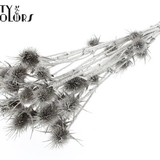 QC Dried Cardistella Thistles | Colour: Metallic Graphite Grey | Cardi Stella Dried Flowers | Length ± 55 centimetres | 10 stems per bunch | Per bunch