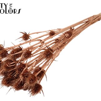 QC Dried Cardistella Thistles | Colour: Antique Gold | Cardi Stella Dried Flowers | Length ± 55 centimetres | 10 stems per bunch | Per bunch