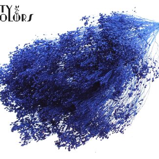 QC Broom Bloom Blanchi Séché | Couleur : Bleu | Fleurs Séchées de Genêt | Longueur ± 50 centimètres | Poids 100 grammes | Par bouquet