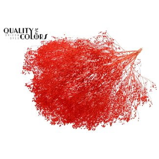 QC Gebleekte Gedroogde Broom Bloom | Kleur: Koraalkleurig | Brem Droogbloemen | Lengte ± 50 centimeter | Gewicht 100 gram | Per bos