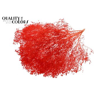 QC Gebleichte Getrocknete Broom Bloom | Farbe: Korallenfarbe | Besenginster Trockenblumen | Länge ± 50 Zentimeter | Gewicht 100 Gramm | Pro Bund