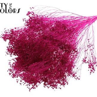 QC Bleached Dried Broom Bloom | Colour: Lilac | Broom Dried Flowers | Length ± 50 centimetres | Weight 100 grams | Per bunch