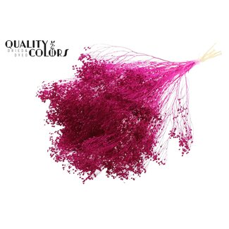 QC Broom Bloom Blanchi Séché | Couleur : Lilas | Fleurs Séchées de Genêt | Longueur ± 50 centimètres | Poids 100 grammes | Par bouquet