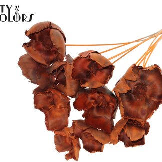 QC Gedroogde Palm Cup op steel | Kleur: Oranje | Lengte ± 50 centimeter | 10 stelen per bos