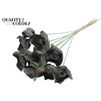 QC Dried Palm Cup on stem | Colour: Frosted Mint Green | Length ± 50 centimetres | 10 stems per bunch