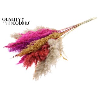 QC Getrocknete Pampasgraswedel „Bunt 10“ | Farbe: Gemischte Farben | Pampas Trockenblumen | Länge ± 70 Zentimeter | 10 Wedel pro Bund | Pro Bund