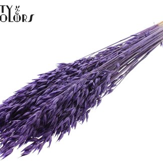 QC Avoine Séchée Premium | Couleur : Violet | Avena Fleurs Séchées Premium | Longueur ± 70 centimètres | Poids 200 grammes | Par bouquet