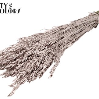 QC Getrockneter Hafer | Farbe: Champagnerfarben | Avena Trockenblumen | Länge ± 60 Zentimeter | Gewicht 250 Gramm | Pro Bund