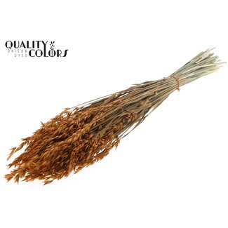 QC Dried Oats | Colour: Terracotta | Avena Dried Flowers | Length ± 60 centimetres | Weight 250 grams | Per bunch