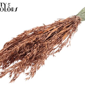 QC Avoine Séchée | Couleur : Cuivré avec Paillettes | Fleurs Séchées d'Avoine | Longueur ± 60 centimètres | Poids 250 grammes | Par bouquet