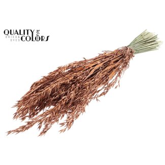 QC Gedroogde Haver | Kleur: Koperkleurig met Glitter | Avena Droogbloemen | Lengte ± 60 centimeter | Gewicht 250 gram | Per bos