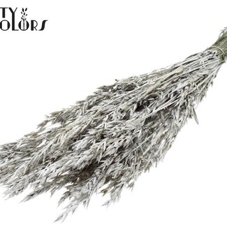 QC Dried Oats | Colour: Platinum with Glitter | Avena Dried Flowers | Length ± 60 centimetres | Weight 250 grams | Per bunch