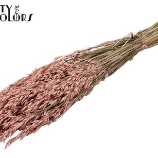QC Avoine Séchée | Couleur : Rose Givré | Fleurs Séchées d'Avoine | Longueur ± 60 centimètres | Poids 250 grammes | Par bouquet