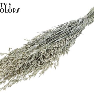 QC Avoine Séchée | Couleur : Blanc Perle | Fleurs Séchées d'Avoine | Longueur ± 60 centimètres | Poids 250 grammes | Par bouquet